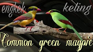 Burung ekek Keling - Common green magpie