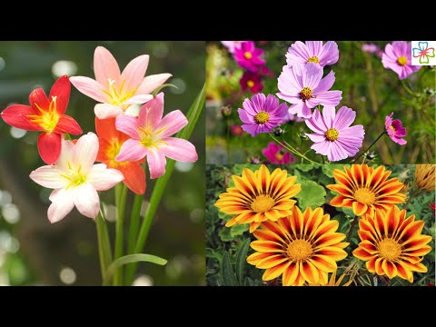 , title : '19 Best Flowers that Thrive in Poor Soil'