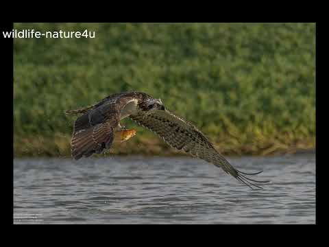 Osprey Hunting Photos Wildlife Photos #dubai #birds #hunting #ospreys 