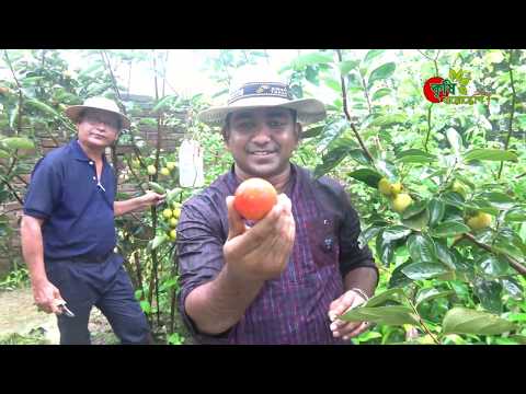 পার্সিমন (persimmon)- বাংলাদেশে-- হাজার হাজার ফল এক গাছেই