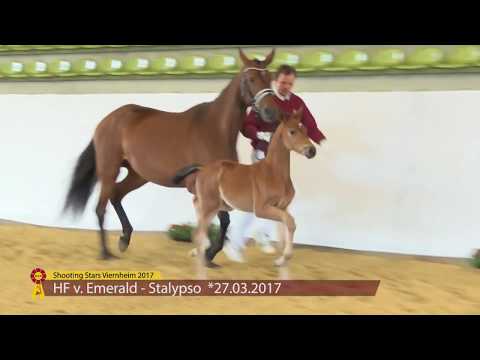 KN 11 Evans Hf v. Emerald van het Ruytershof - Stalypso 1