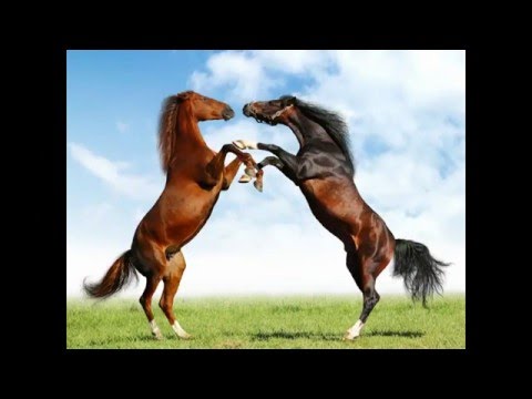 New Ethiopian Oromo Music April.2016/fayyisaa tolasaa-ballammi fayee