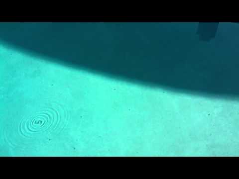 Tiny Insect Makes Big Ripples