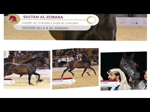 Katara international Arabian horse exhibition 2023 Live ( SULTAN AL ZOBARA ) FAST 1 POSITION