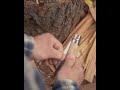 Opinel Pjūklelis N°12