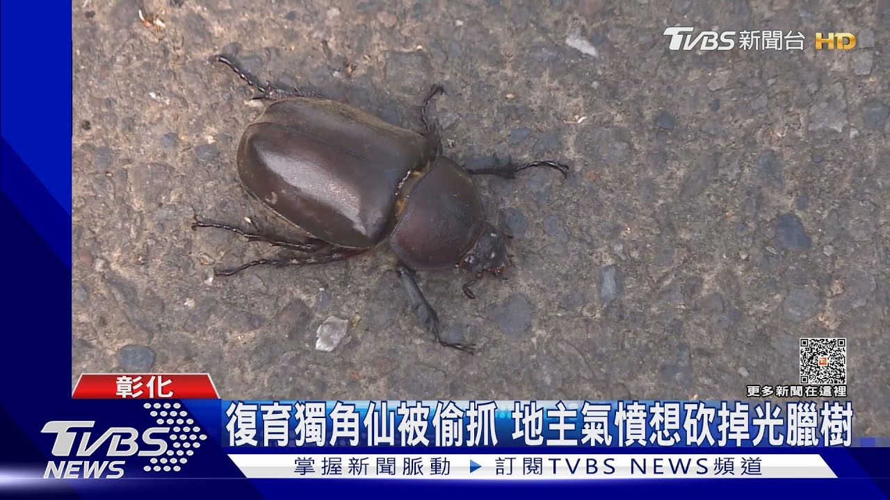 復育獨角仙被偷抓 地主氣憤想砍掉光臘樹