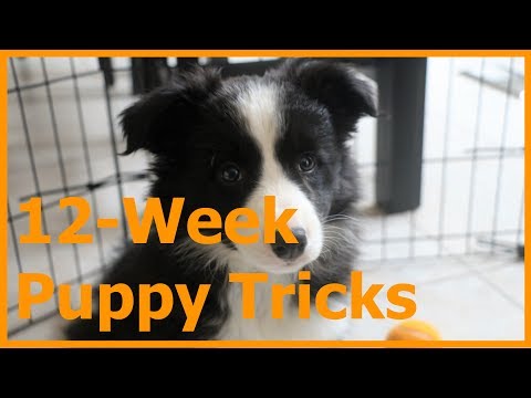 Border Collie Puppy Tricks and Training (12-Week)