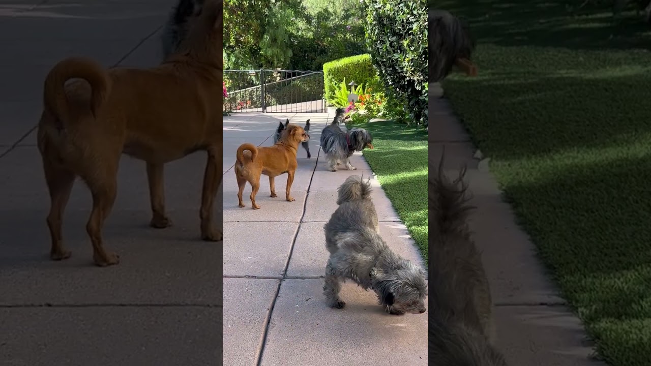 Snookie, a ADOPTABLE mixed breed in Santa Monica, CA video 6/6