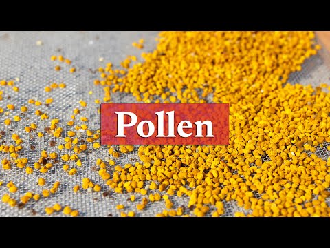 Pollen & Bee Bread | Beekeeping Academy | Ep. 61