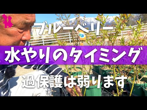 苗の水やりシート：水やりのタイミングを判断する要素とその方法は？  庭園