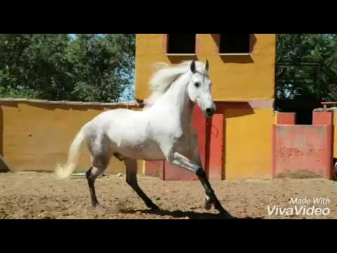 ESPARTACO - ANDALUSIAN GELDED 2008 for sale horse by Fantastic PRE Horses