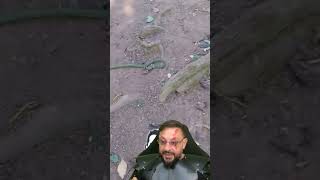 Cobra-verde pegou o sapinho e vazou em Ilha Bela SP #biologohenrique #animais #bichoesperto #biologo