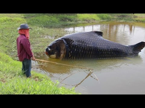 Monster Goliath Groupers with NFL Linebacker Sam Barrington - 4K  1234