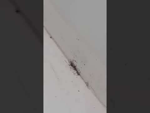 Denuncian presunta infestación de chinches en hospital de Puerto Padre, Las Tunas