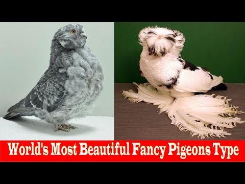 , title : 'Top Varieties Of Fancy Pigeon #26'