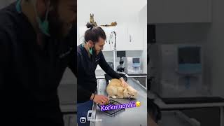 Doktorunu Korkutmaya Çalışan Kedi! 😂 #TheVet