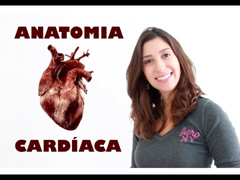 Basic Cardiac Anatomy | Anatomy and etc.