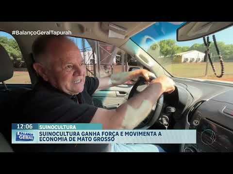SUINCULTURA: ganha força e movimenta a economia de Mato Grosso.