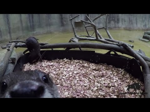 Asian Small-Clawed Otters Close Ups!