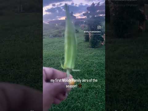 Moody Family Okra from West Africa purchased from Sistah Seeds. I’m excited to make gumbo!