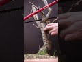 Starting a bonsai is Easy: Remove all that is not bonsai