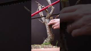 Download lagu Starting a bonsai is Easy: Remove all that is not bonsai mp3
