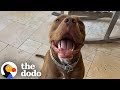 Pittie S Step By Step Guide To Visiting The Grandparents The Dodo