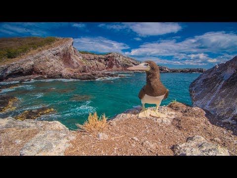 Ep 32. The Galapagos of Mexico, Isla Isabela!!
