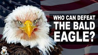 5 Eagles That Could Defeat A Bald Eagle