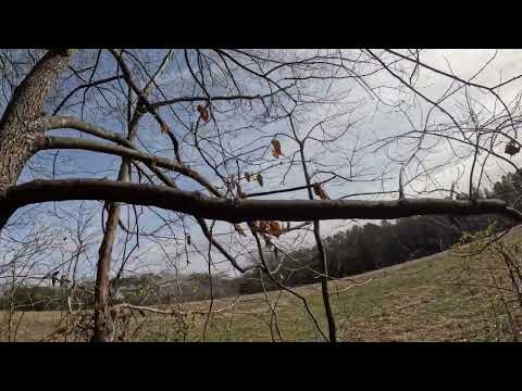 RABBIT HUNTING WITH WEIRCREEK (large Pack)     BEAGLES 2024-2025 