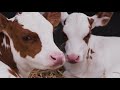 Excelsior Business Club op bezoek bij FLOATING FARM | DE EERSTE DRIJVENDE BOERDERIJ TER WERELD!