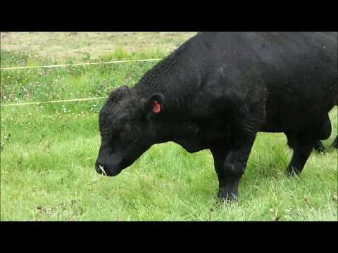 VENTA DE GANADO ANGUS Y BRANGUS