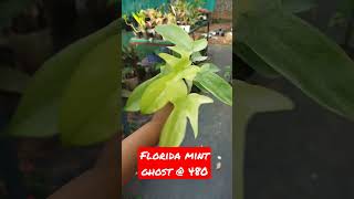 Florida mint ghost@ 480