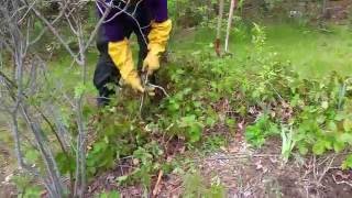 Poison Ivy Removal tips