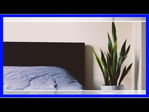 Pflanzen im Schlafzimmer: So hast du einen gesunden Schlaf