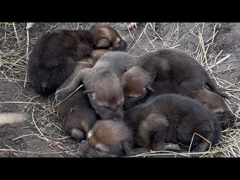 Saint Louis Zoo wolf pups join a wild family in North Carolina