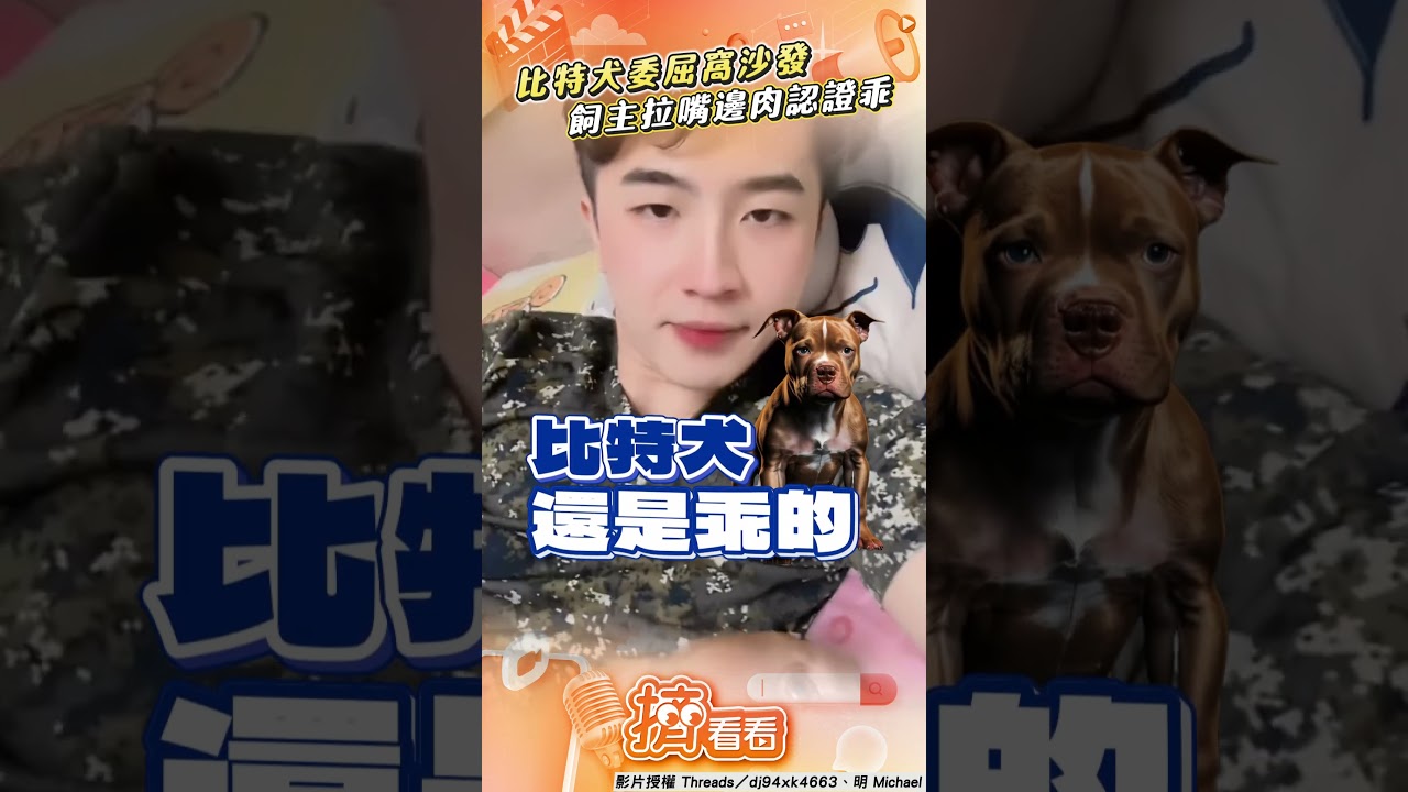 影音／比特犬委屈窩沙發「眼神飄移」　飼主狂拉嘴邊肉認證「是乖的」