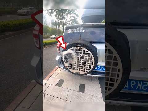 His dog is very happy now 🤯🔥 #shorts #malayalam