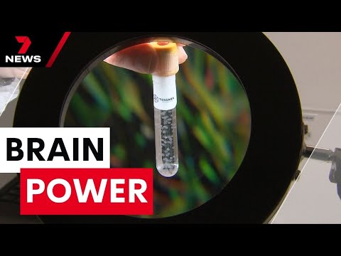 Australian scientists have created mini human brains, it could end animal testing | 7 News Australia