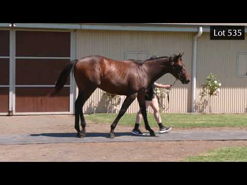 Lot 535   Invader/Carlton Show 19 colt (21MPYS)