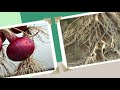 Types Of Roots In Different Plants