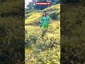 Shalumenon തേയില തോട്ടത്തിൽ ചുവടുവച്ചപ്പോൾ