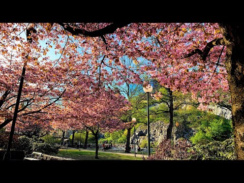 Stockholm Walks:  Stigbergsgatan, Stigbergsparken, Åsöberget 