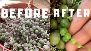 How to save your String of Pearls!