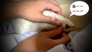 ファンシーラット◆マッサージでひっくり返る（Pet Rat）