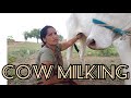 Viral Cow Prepare Milking Vlog