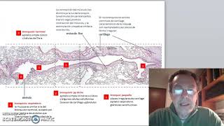 Histología del sistema respiratorio: vía aérea