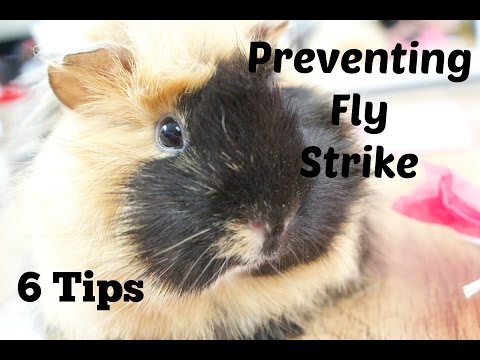 YouTube video about: How to keep flies away from rabbits?
