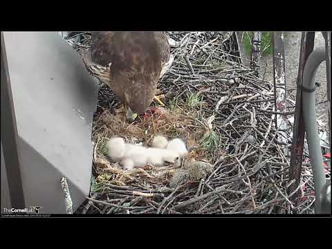 05_03_19_Red tailed Hawk - feeding