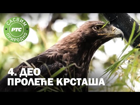 Sasvim prirodno: Proleće krstaša, 4. deo (Jovan Memedović)